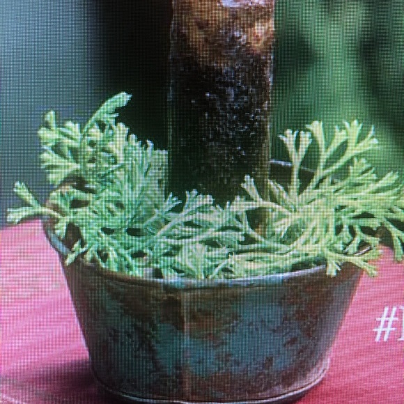 COPY - Primitive Decor - Picture 4 of 4